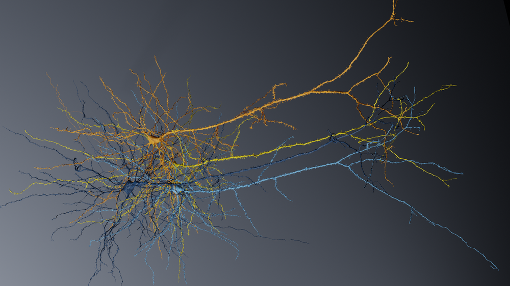 3D visualization of interconnected neurons with branching dendrites in blue and orange on a dark gradient background.